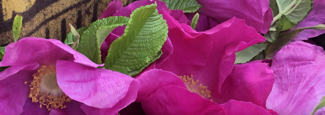 Freshly gathered Rosa rugosa blossoms in a turned up shirt