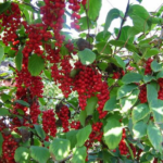 Schisandera Berries