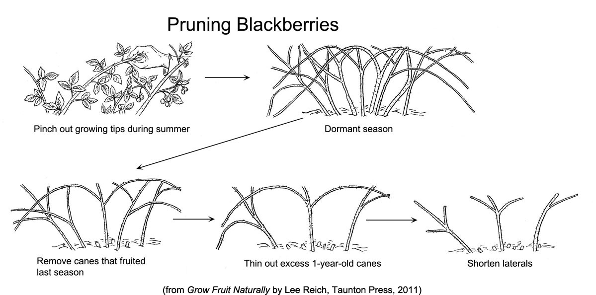 Pruning balck berries