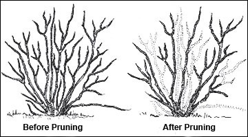 Berry Pruning