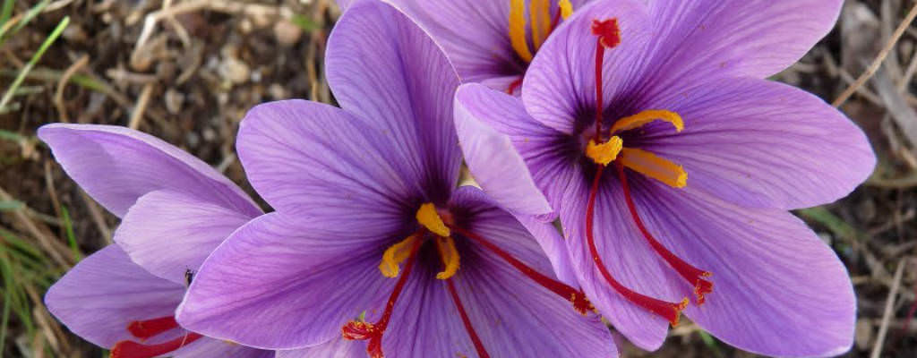 Crocus sativus, four purple crocus flowers with red stamen and yellow pistons against a back ground of leaves and mulch