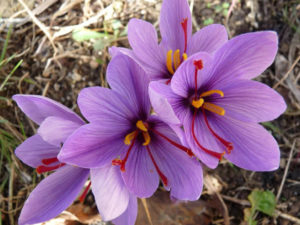 Crocus sativus, four purple crocus flowers with red stamen and yellow pistons against a back ground of leaves and mulch