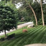 A lush green lawn with horizontal mower marks, there is a tree to the left and a quiet street in the background. To illustrate the deep green of lawn with proper soil PH