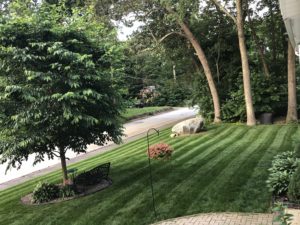 A lush green lawn with horizontal mower marks, there is a tree to the left and a quiet street in the background. To illustrate the deep green of lawn with proper soil PH