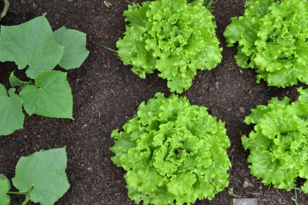 4 bright green heads of lettuce and a squash vine pictured against a background of dark, fertile garden soil