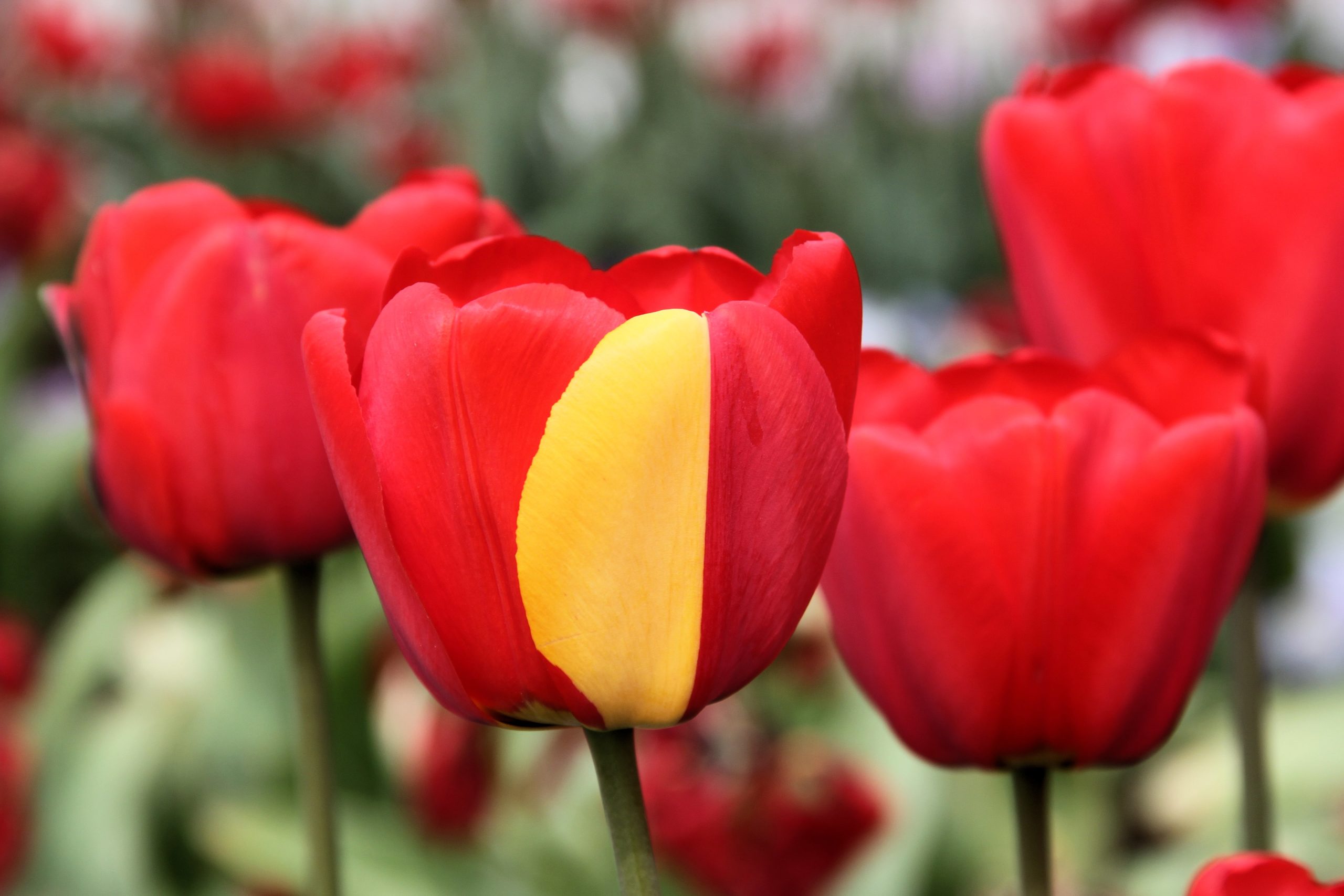 Tulip Bulbs 'Royal Family'  Single Early 3 color combo 15 bulbs